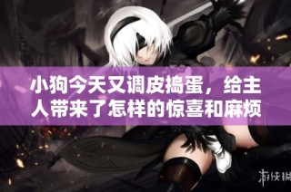 小狗今天又调皮捣蛋，给主人带来了怎样的惊喜和麻烦呢