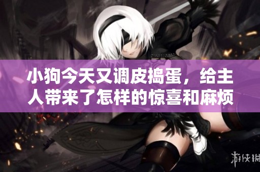 小狗今天又调皮捣蛋，给主人带来了怎样的惊喜和麻烦呢